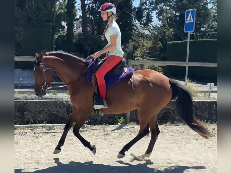 Volbloed Arabier Merrie 7 Jaar 155 cm Bruin in Penthaz