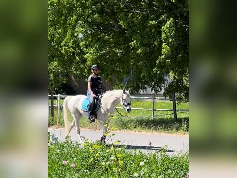 Volbloed Arabier Merrie 7 Jaar 155 cm Schimmel in Ardon