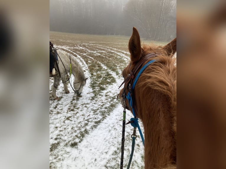 Volbloed Arabier Merrie 7 Jaar 155 cm Vos in Theras