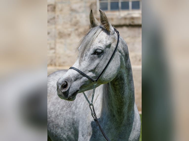 Volbloed Arabier Merrie 7 Jaar Schimmel in Gomadingen