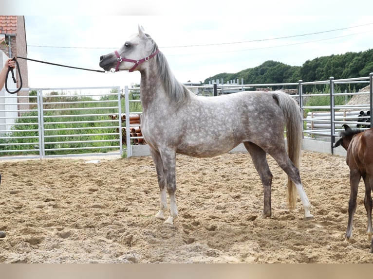 Volbloed Arabier Merrie 7 Jaar Schimmel in Gent