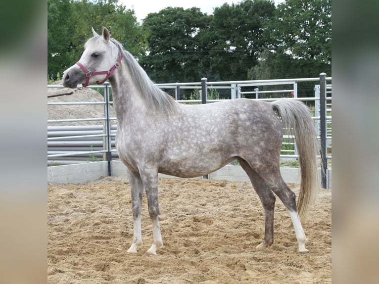 Volbloed Arabier Merrie 7 Jaar Schimmel in Gent