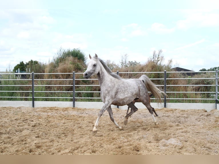 Volbloed Arabier Merrie 7 Jaar Schimmel in Gent