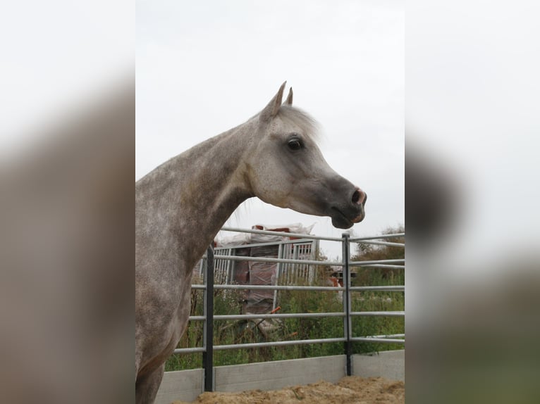Volbloed Arabier Merrie 7 Jaar Schimmel in Gent