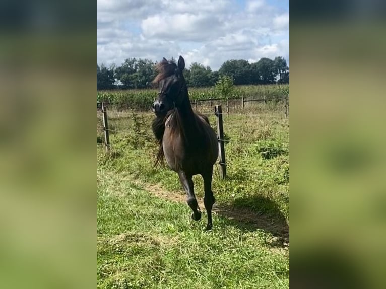 Volbloed Arabier Merrie 7 Jaar Zwart in Gers