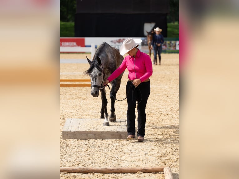 Volbloed Arabier Merrie 8 Jaar 148 cm Schimmel in Vače