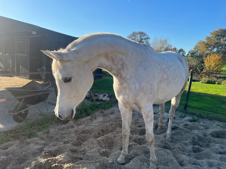 Volbloed Arabier Merrie 8 Jaar 150 cm Schimmel in Rockanje