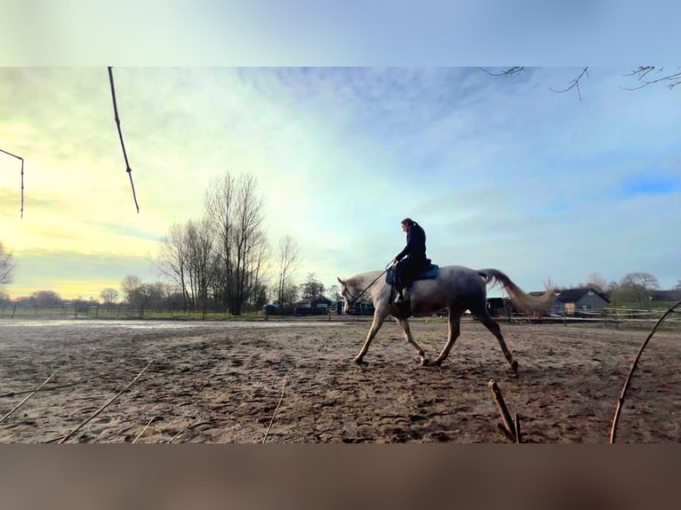 Volbloed Arabier Merrie 8 Jaar 150 cm Schimmel in Rockanje