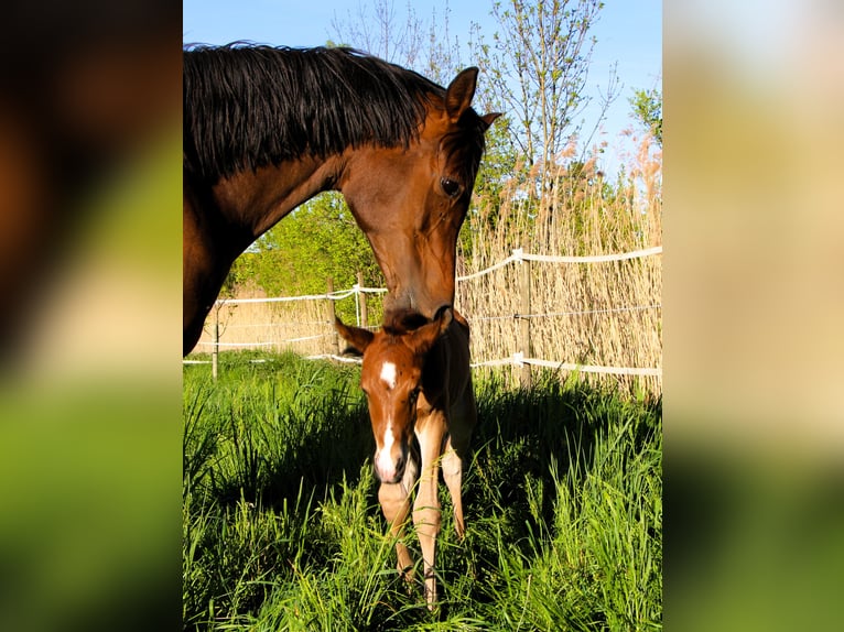 Volbloed Arabier Merrie 8 Jaar 152 cm Donkerbruin in Kehl