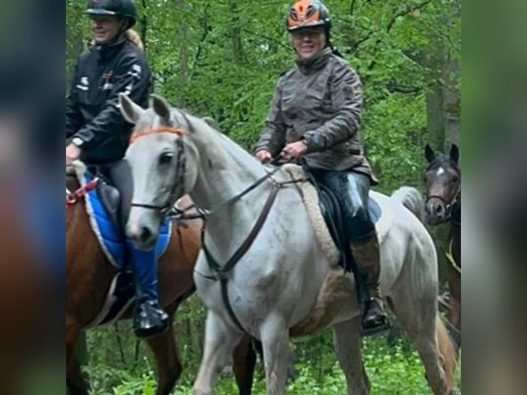 Volbloed Arabier Merrie 8 Jaar 153 cm Blauwschimmel in Blankenheim