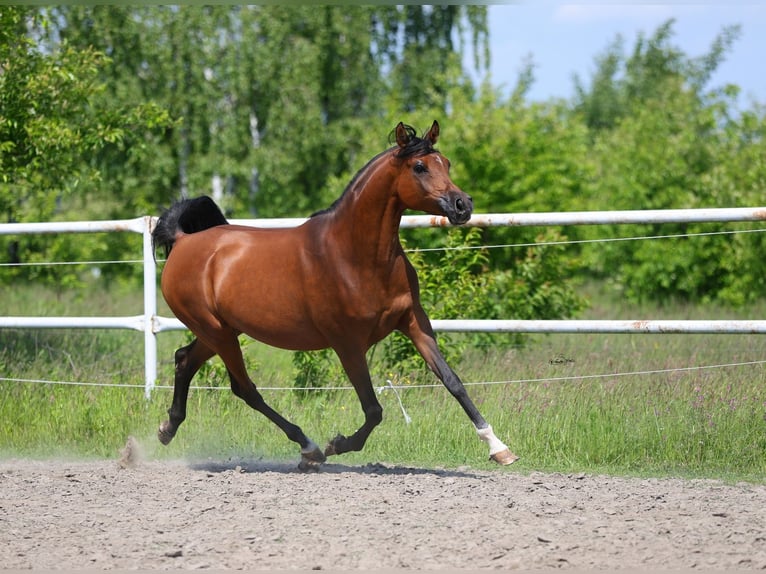 Volbloed Arabier Merrie 8 Jaar 154 cm Bruin in Lodz