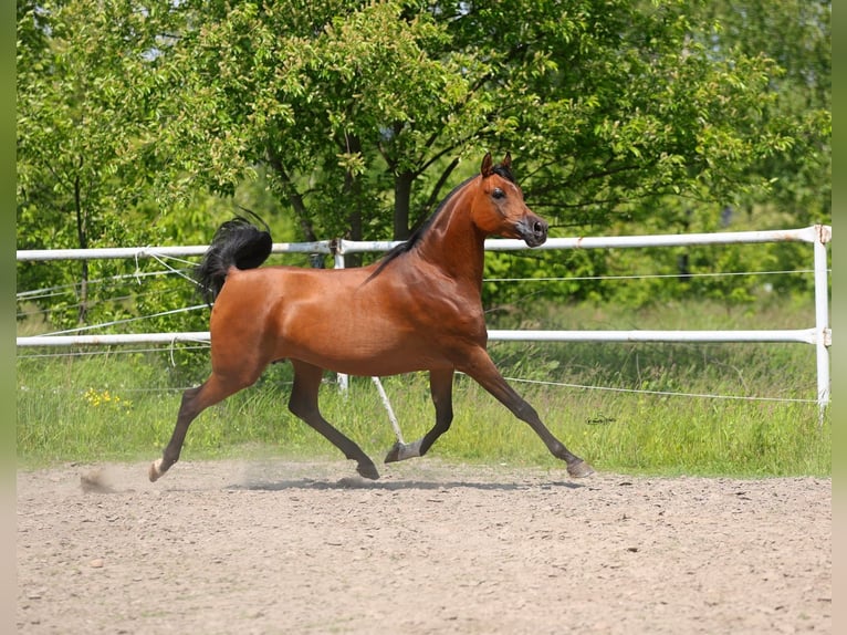 Volbloed Arabier Merrie 8 Jaar 154 cm Bruin in Lodz