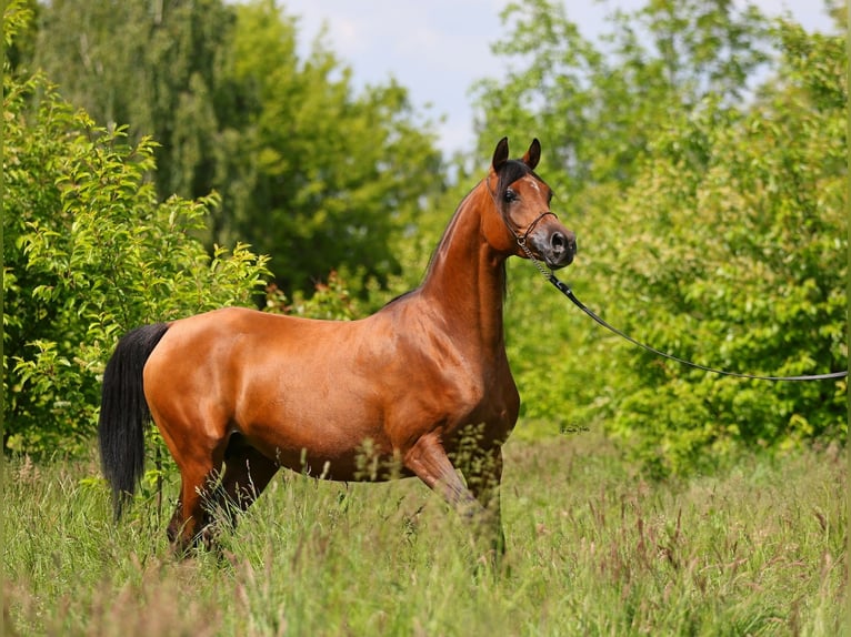 Volbloed Arabier Merrie 8 Jaar 154 cm Bruin in Lodz
