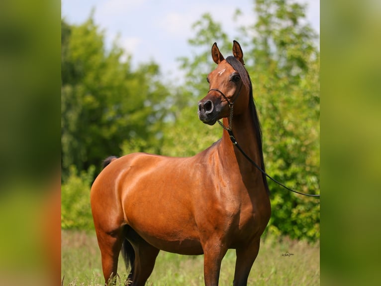 Volbloed Arabier Merrie 8 Jaar 154 cm Bruin in Lodz