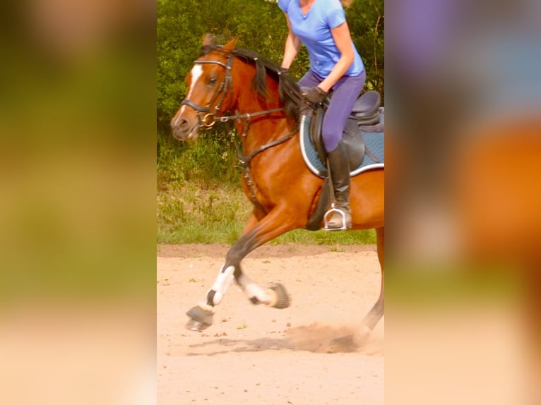 Volbloed Arabier Merrie 8 Jaar 155 cm Bruin in Henstedt-Ulzburg