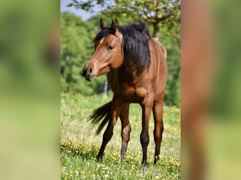 Volbloed Arabier Merrie 8 Jaar 155 cm Bruin in Jeuss