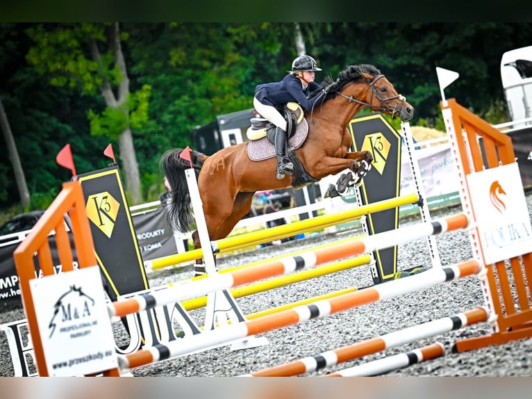 Volbloed Arabier Merrie 8 Jaar 155 cm Bruin in Tarnowskie Góry