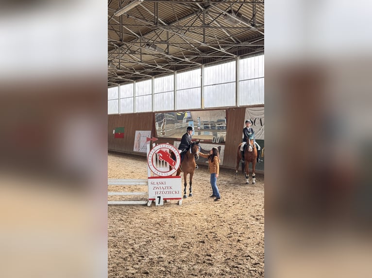 Volbloed Arabier Merrie 8 Jaar 155 cm Bruin in Tarnowskie Góry