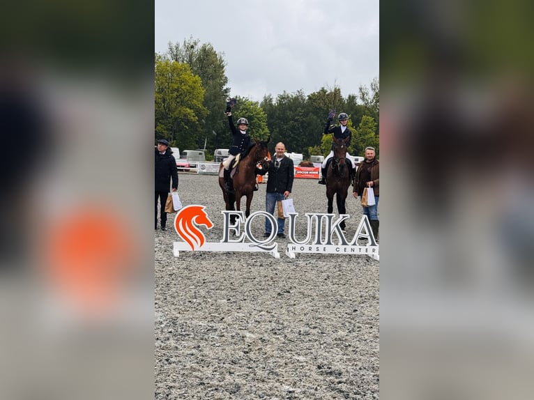 Volbloed Arabier Merrie 8 Jaar 155 cm Bruin in Tarnowskie Góry