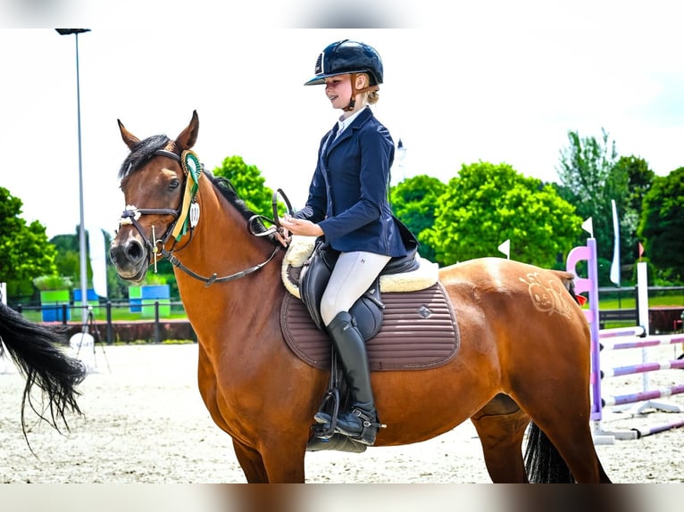 Volbloed Arabier Merrie 8 Jaar 155 cm Bruin in Tarnowskie Góry