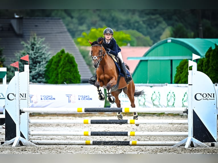 Volbloed Arabier Merrie 8 Jaar 155 cm Bruin in Tarnowskie Góry