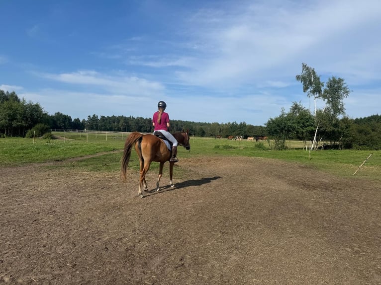 Volbloed Arabier Merrie 8 Jaar 155 cm Vos in Turek