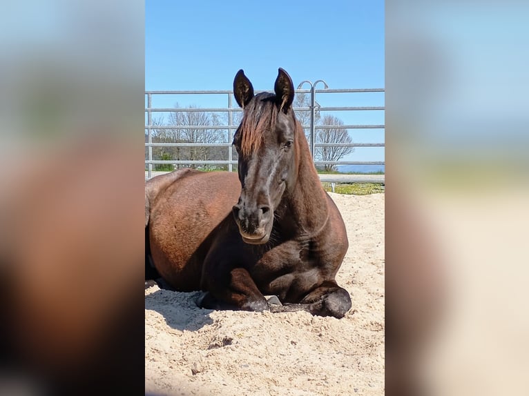 Volbloed Arabier Merrie 8 Jaar 155 cm Zwart in Marbach SG