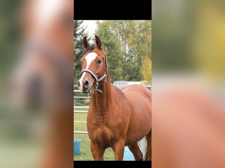 Volbloed Arabier Merrie 8 Jaar 158 cm Bruin in Senden