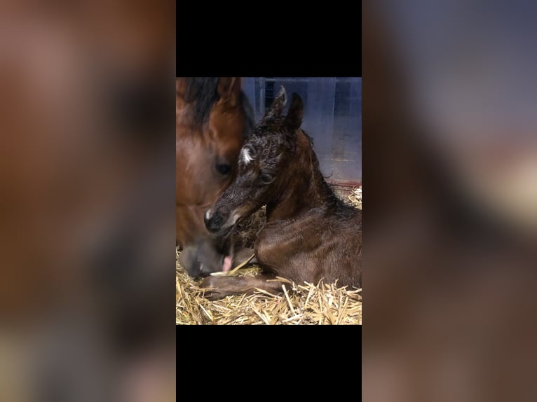 Volbloed Arabier Merrie 8 Jaar 158 cm Bruin in Senden