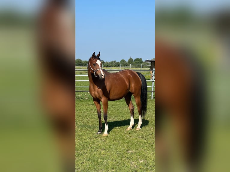 Volbloed Arabier Merrie 8 Jaar 158 cm Bruin in Senden