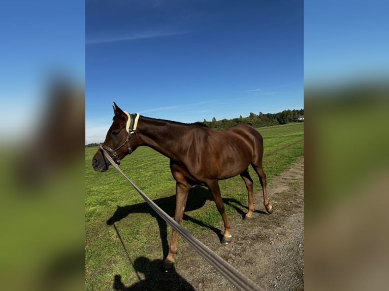 Volbloed Arabier Merrie 8 Jaar 158 cm Donkere-vos in Zeithain