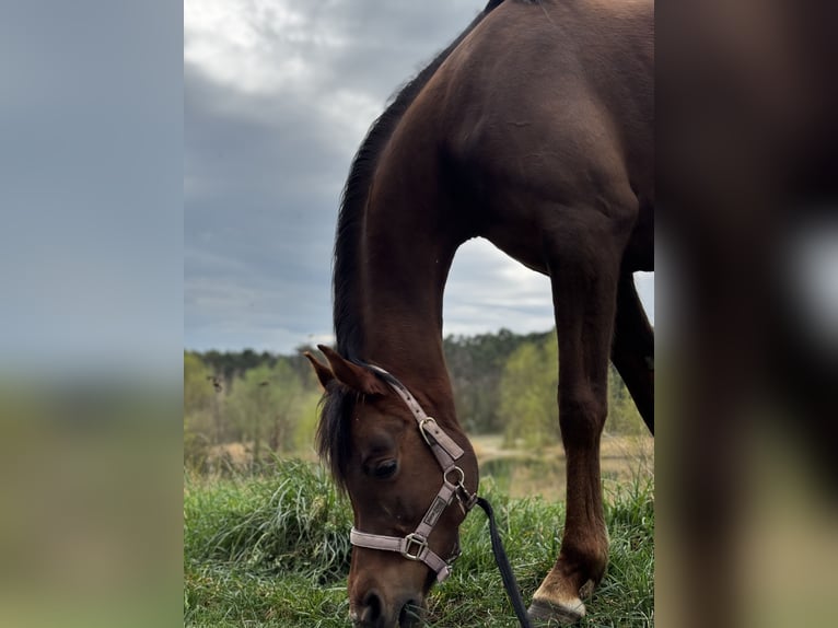 Volbloed Arabier Merrie 8 Jaar 158 cm Donkere-vos in Zeithain