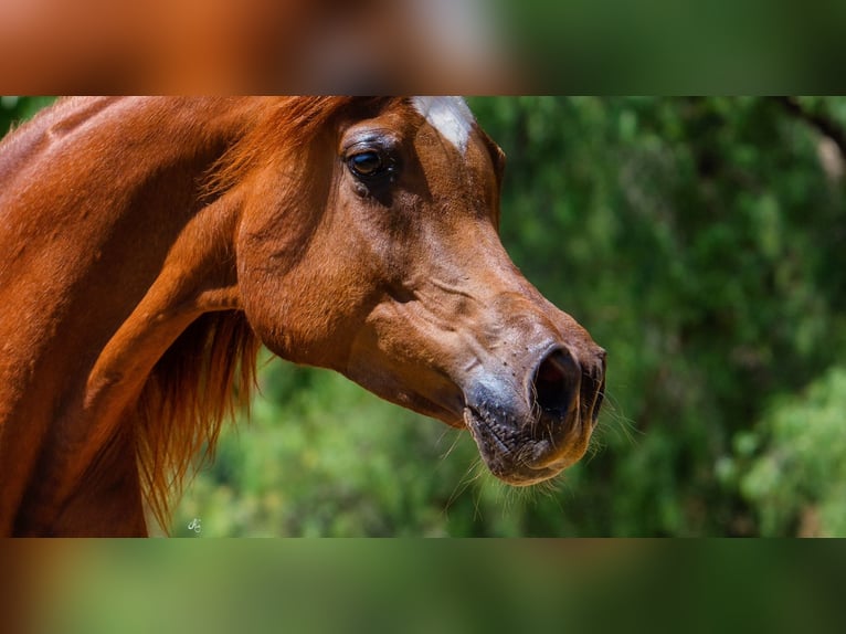 Volbloed Arabier Merrie 8 Jaar 158 cm Vos in Riedlingsdorf
