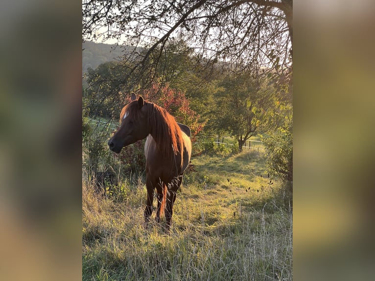 Volbloed Arabier Merrie 8 Jaar 158 cm Vos in Riedlingsdorf
