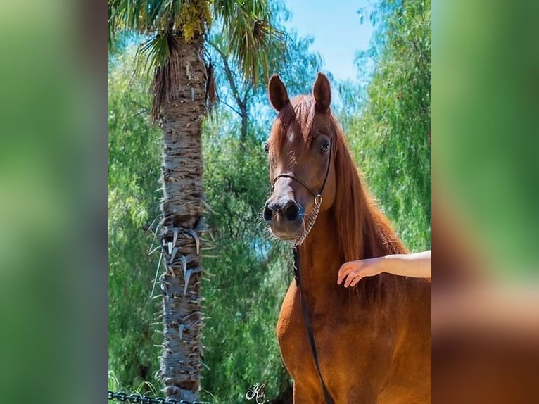 Volbloed Arabier Merrie 8 Jaar 158 cm Vos in Riedlingsdorf