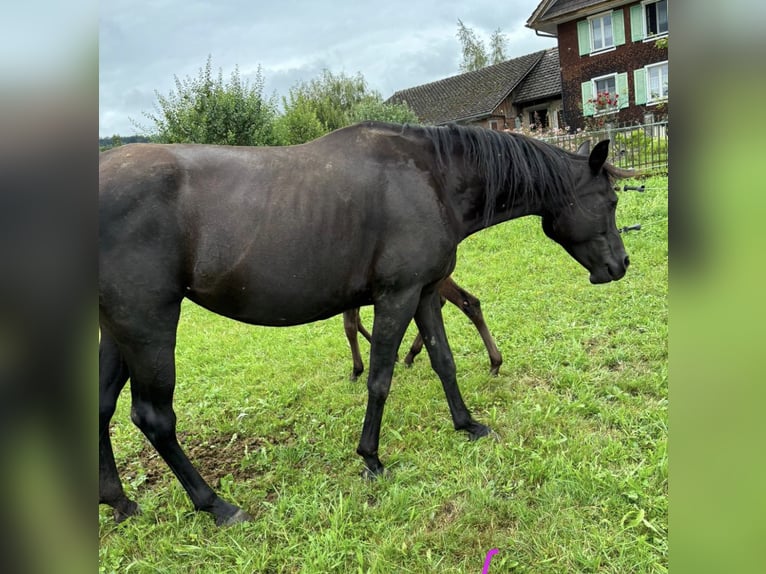 Volbloed Arabier Merrie 8 Jaar 163 cm Zwart in Ermensee