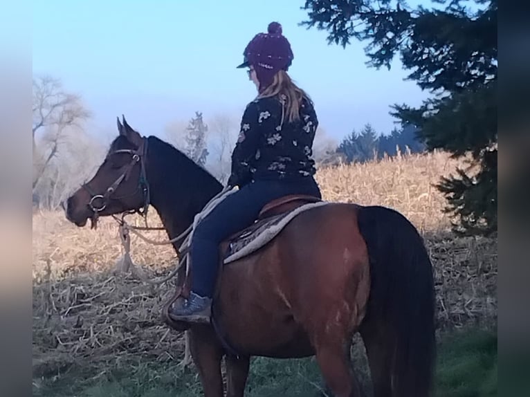 Volbloed Arabier Merrie 8 Jaar Bruin in Wallsee