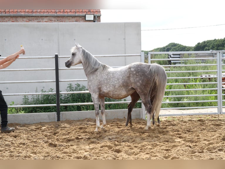 Volbloed Arabier Merrie 8 Jaar Schimmel in Gent