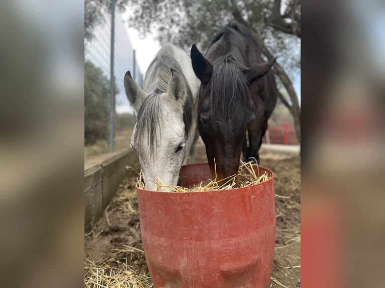 Volbloed Arabier Merrie 9 Jaar 144 cm Appelschimmel in Pamfila