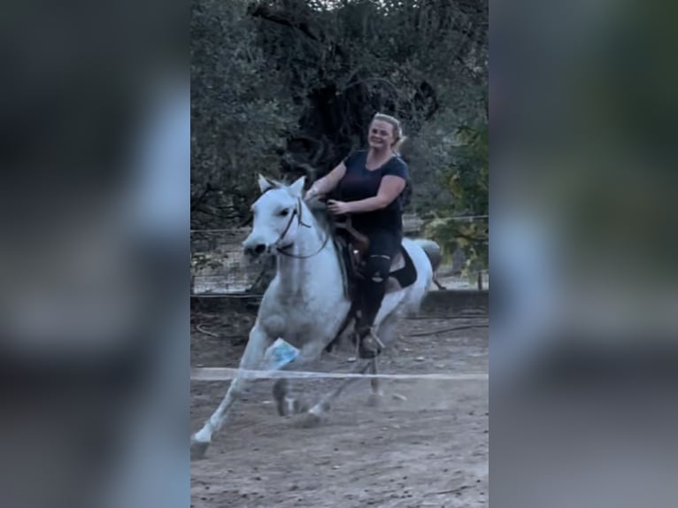 Volbloed Arabier Merrie 9 Jaar 144 cm Appelschimmel in Pamfila