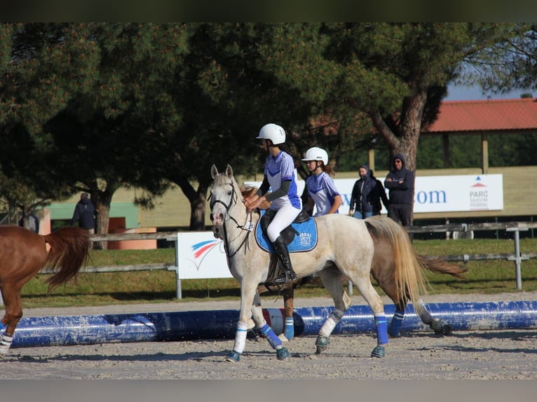 Volbloed Arabier Merrie 9 Jaar 147 cm Schimmel in Vilert