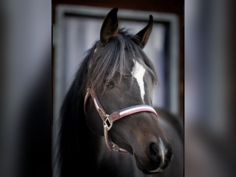 Volbloed Arabier Merrie 9 Jaar 148 cm Zwartbruin in Trochtelfingen