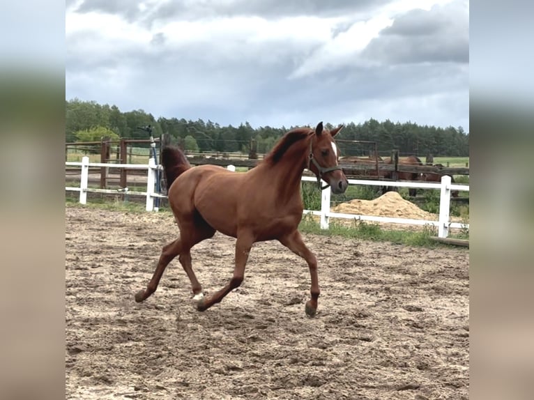 Volbloed Arabier Merrie 9 Jaar 151 cm Vos in Chraboły