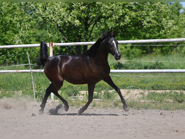 Volbloed Arabier Merrie 9 Jaar 152 cm Zwart in Lodz