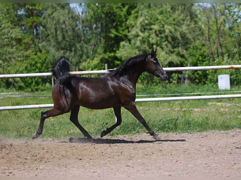Volbloed Arabier Merrie 9 Jaar 152 cm Zwart in Lodz