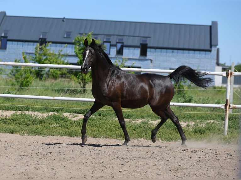 Volbloed Arabier Merrie 9 Jaar 152 cm Zwart in Lodz
