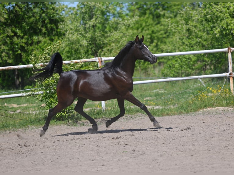 Volbloed Arabier Merrie 9 Jaar 152 cm Zwart in Lodz