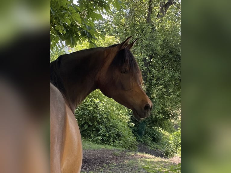 Volbloed Arabier Merrie 9 Jaar 154 cm Bruin in Münsterhausen