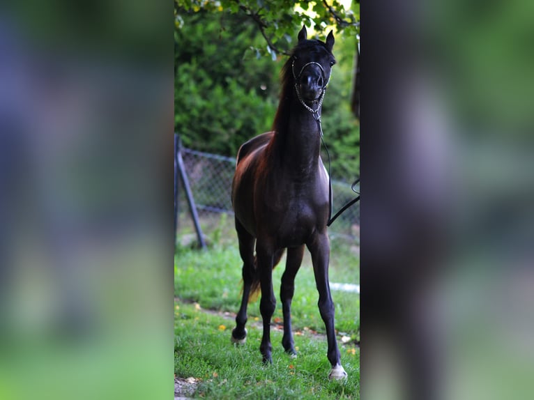 Volbloed Arabier Merrie 9 Jaar 154 cm Zwart in Toporzysko
