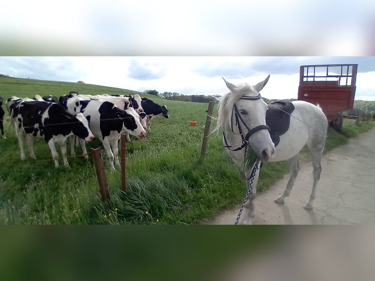 Volbloed Arabier Merrie 9 Jaar 155 cm Schimmel in Berlin Volbloed Arabier Merrie 9 Jaar 155 cm Schimmel in Berlin
